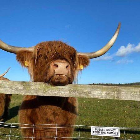Glampods Glamping Pod - Meet Highland Cows And Sheep Elgin Vila Exterior foto