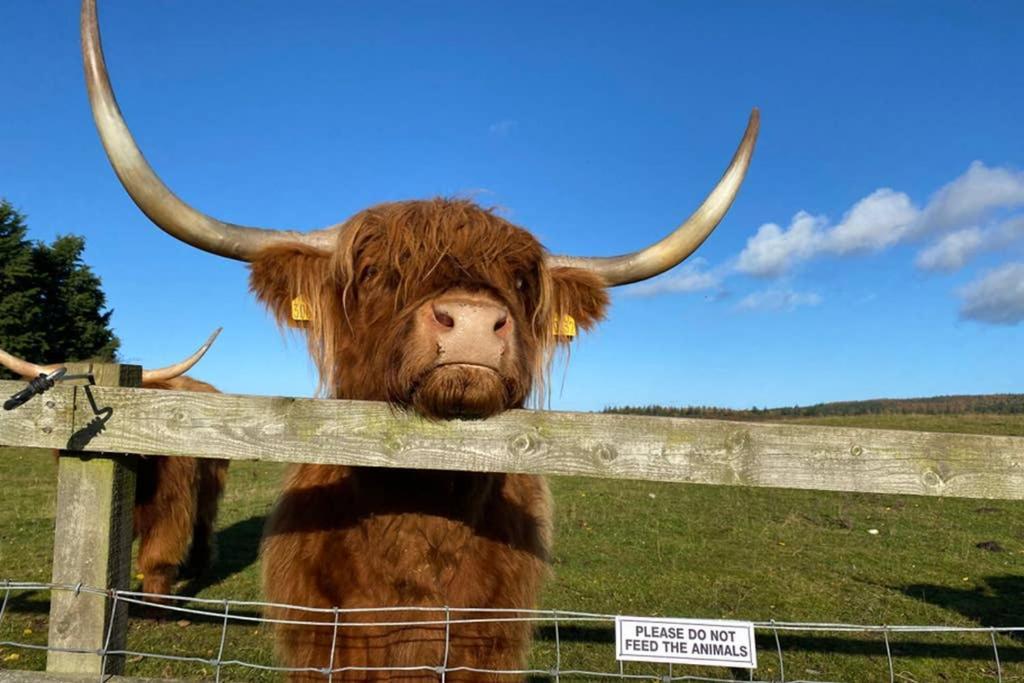 Glampods Glamping Pod - Meet Highland Cows And Sheep Elgin Vila Exterior foto