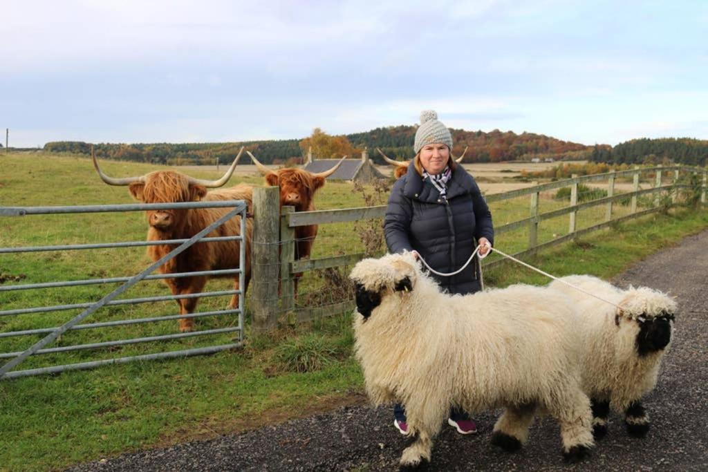 Glampods Glamping Pod - Meet Highland Cows And Sheep Elgin Vila Exterior foto