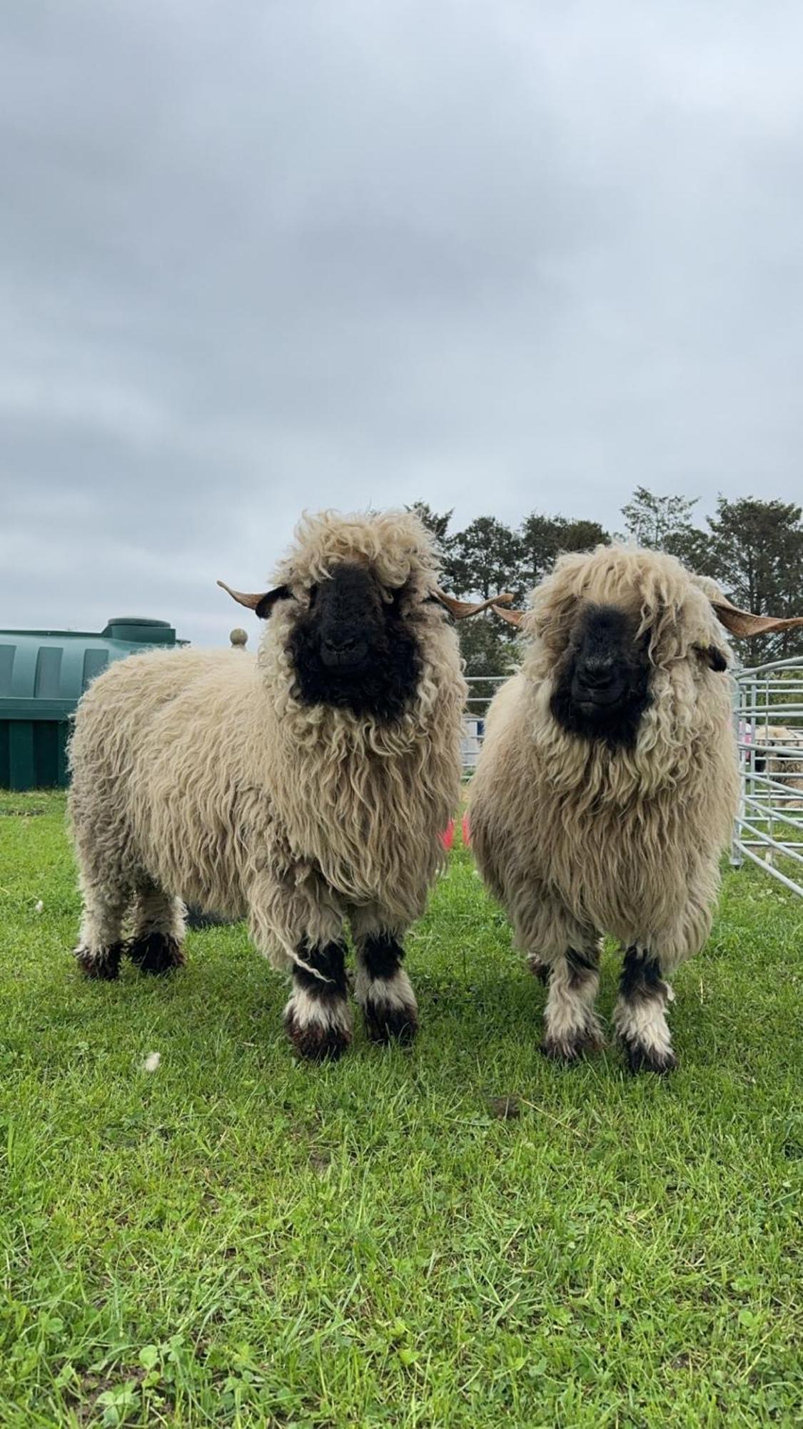 Glampods Glamping Pod - Meet Highland Cows And Sheep Elgin Vila Exterior foto